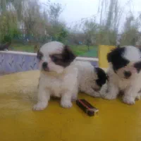 هاپوهای عروسکی ناز.|سگ|سنگر, |دیوار