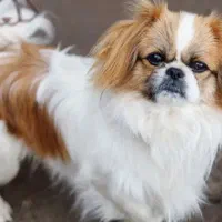 سگ سه ماهه نژاد پیکنیزی وپامر