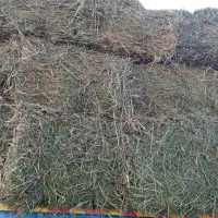 خریدار یونجه و علف هستم|خدمات باغبانی و درختکاری|اشنویه, |دیوار