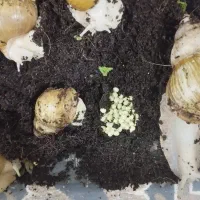 حلزون آلبینو