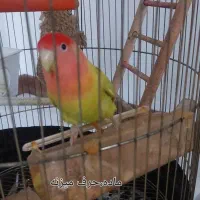 طوطی برزیلی