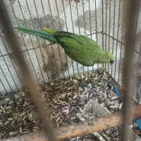 ملنگو ماده