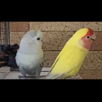 کوتوله با جوجه