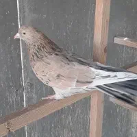 کفتر نر سرور زرد پرش سنگین