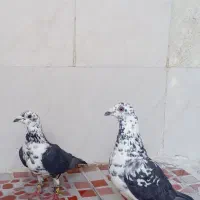 4000000