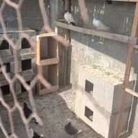 کفتر افغانی