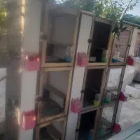جفتگاه کبوتر پرنده زینتی