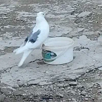 کفتر نر گردار|پرنده|بروجرد, |دیوار