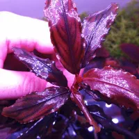 دو نوع مدل گیاه آکواریومی پلنت