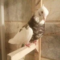 طوقی هفت رنگ نر