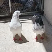 کبوتر درجه ۱