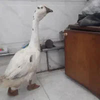 غاز