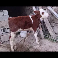 گوساله