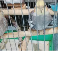 دوعدد عروس هلندی نر وماده