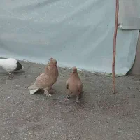 نر و ماده زردی چشم و نوک سفید