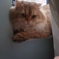 گربه اسکاتیش بیریتیش