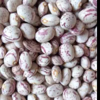 لوبیاچیتی ارکانیگ