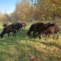 گوسفند بره قزل|حیوانات مزرعه|نظر کهریزی, |دیوار