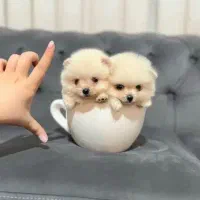 پامرانین های خرسی اپارتمانی وارداتی