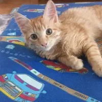 گربه|گربه|تالش, هشتپر|دیوار