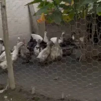 فروش ۱۵ عدد اردک محلی|حیوانات مزرعه|رشت, لاکان شهر|دیوار