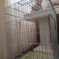 قفس کاسکویی نونو فقط یه هفته استفاده شده