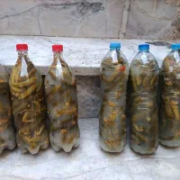 خیارشور ترد