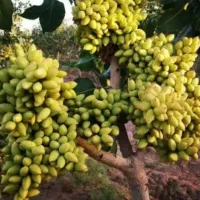 حرس درخت پسته پیوندوکاشت نهال