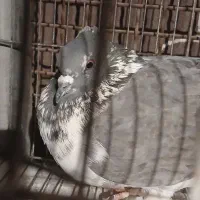 کبوتر|پرنده|مسجد سلیمان, |دیوار