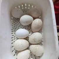 تخم بوقلمون تازه