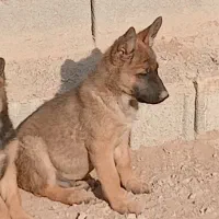 واگذاری سگ ژرمن|سگ|کرج, کمال‌شهر|دیوار