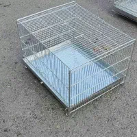 جوجه سهره خاکی (قناری مینا مرغ عشق عروس هلندی)