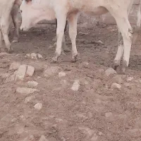 گاو واسه فروشی