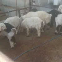 با سلام بره چاق پرواری گوشتی به فروش میرسد