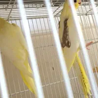 ۲جفت عروس هلندی مولددوکت پروانه ای ولوتینو زعفرانی|پرنده|لنگرود, |دیوار