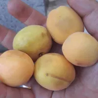 زرد آلو محلی شیرین