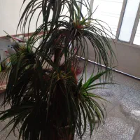 نخل تزیینی شیک خاص قیمت علی زدم|گل مصنوعی|شیراز, کوشک میدان|دیوار