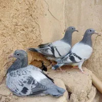 کفتر پلاکی اصل بلژیک