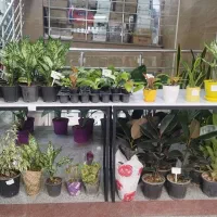 غرفه گل های آپارتمانی