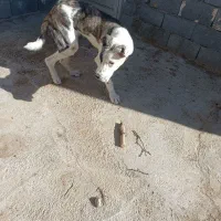 سگ گوچوک