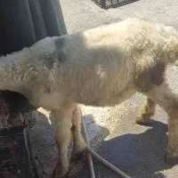 فروش یک راس بره ماده سبک وزن