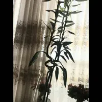 بامبو|گل و گیاه طبیعی|اصفهان, پارک مشتاق|دیوار