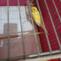 قناری نر جوان