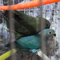 جوجه کوتوله برزیلی فول دستی دونه خورشده