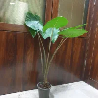 درختچه بابا آدم