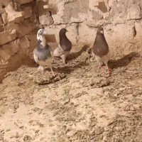 جفت کله سرخ نروماه با پرستو