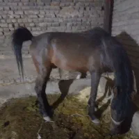 اسب سیروان لارتی|اسب و تجهیزات اسبسواری|بروجرد, |دیوار