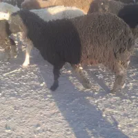 بره کر پابلند داشتی ذات داره فروشی پول لازم|حیوانات مزرعه|داراب, |دیوار