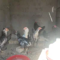 خروس گلین ۴۰تاج