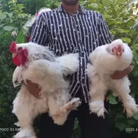 جوجه برهما نژاد بیگ لایت مشکی
